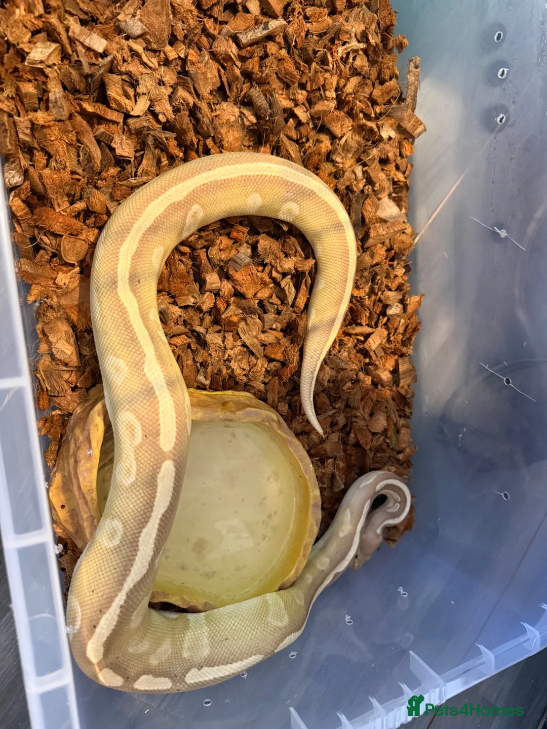 Python Snake reptiles for sale: 3 ball python  - Advert 2