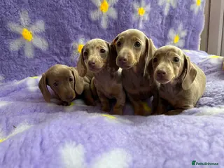 Miniature Dachshund dogs Miniature Dachsund puppies - Advert 2