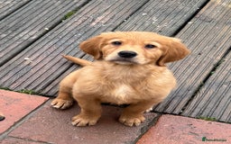 Golden Retriever dogs for sale: Dark fox red KC golden retriever puppies - Image 11