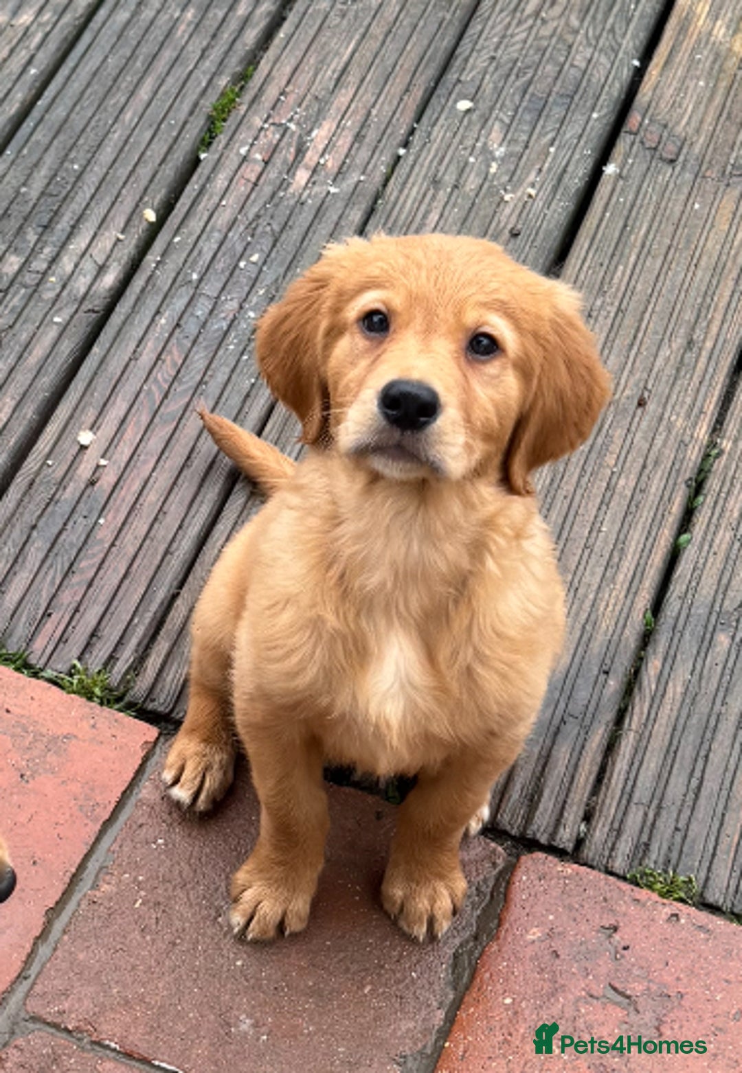 Golden Retriever dogs for sale: Dark fox red KC golden retriever puppies - Image 11