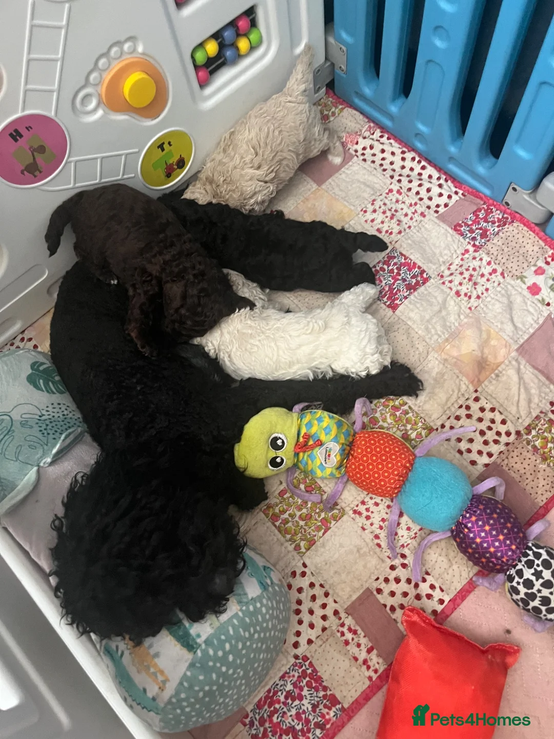 Mixed Breed dogs for sale: Intervariety Brown phantom Male Poodle  in Rugeley - Advert 1