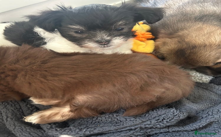 Chorkie dogs - Advert 2
