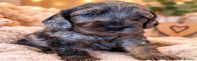 Cockapoo 3