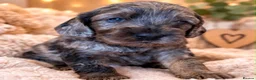 Cockapoo dogs for sale: Beautiful f1 cockapoo puppies  - Advert 9