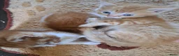 Mixed Breed cats for sale: Ginger, ginger white,white kittens prices vary - Advert 4