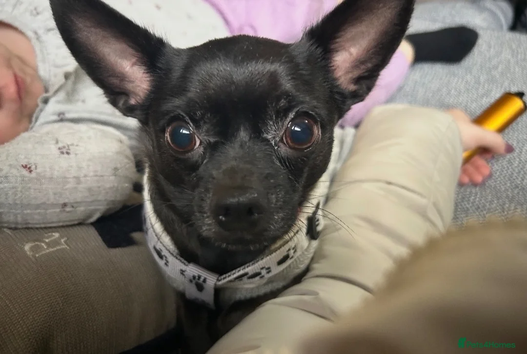 Chihuahua dogs for sale: Female Chihuahua maisy  - Advert 2
