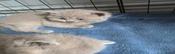 British Shorthair cats for sale: 4 British Shorthair kittens for sale - Advert 15