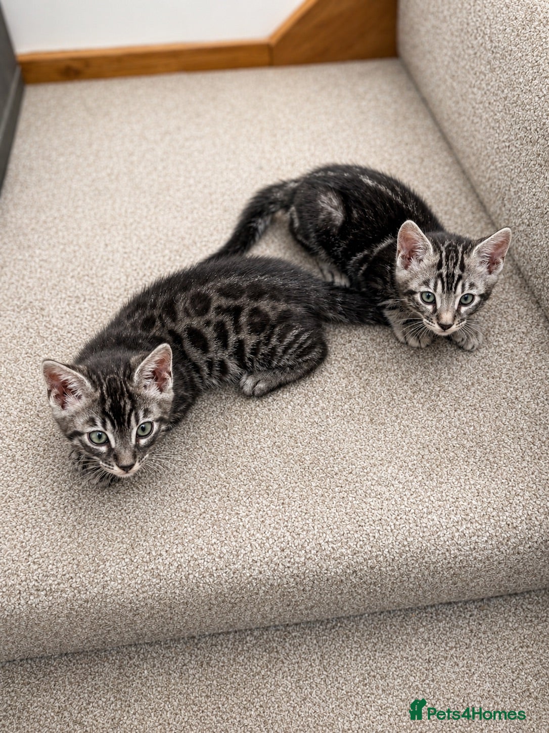 Bengal cats READY NOW. Pedigree Silver Charcoal Bengal Kittens - Advert 2