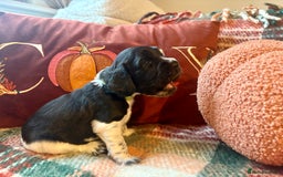Cocker Spaniel dogs for sale: Beautiful Show Type Cocker Spaniel Puppies - Image 18