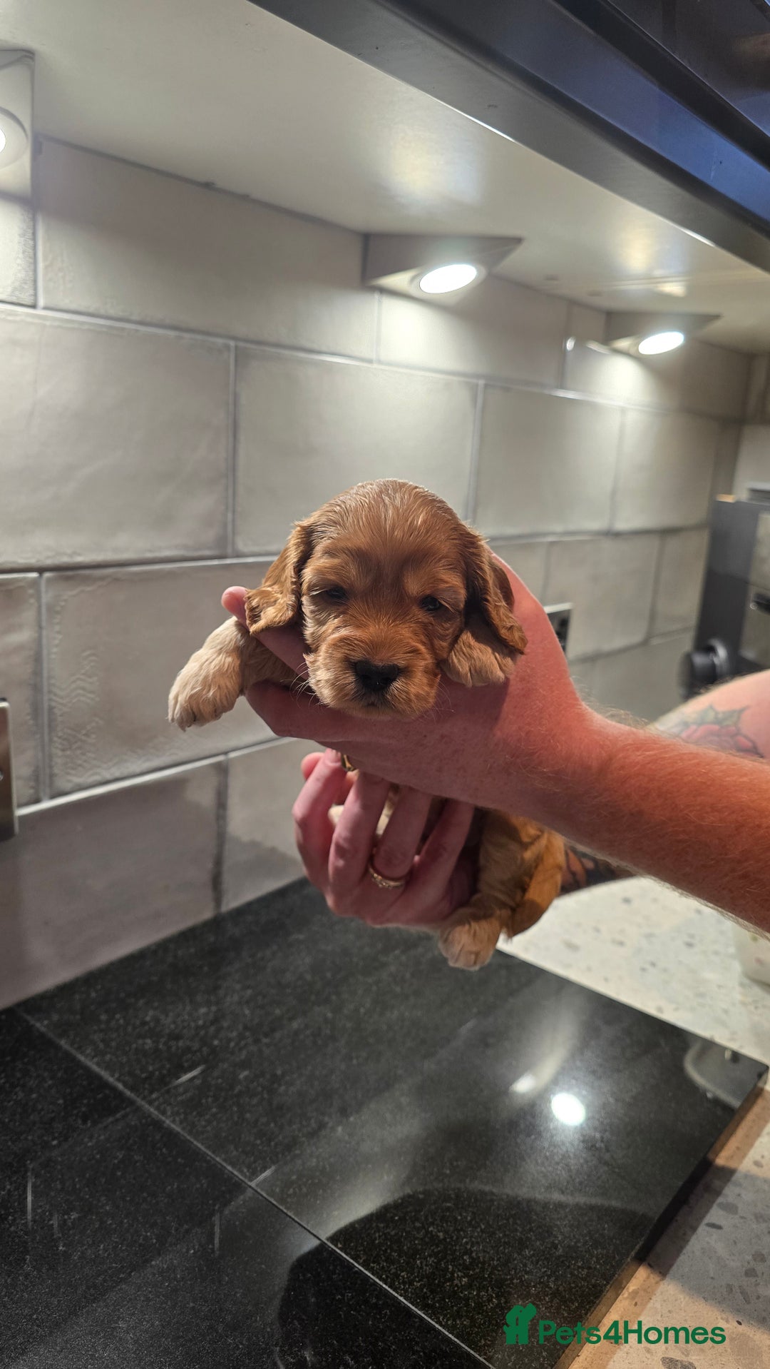 Cockapoo dogs for sale: Cockapoo Puppies - Image 13