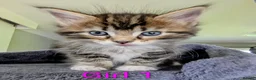Mixed Breed cats for sale: Gorgeous Tabby Kittens for sale Ready June 17 - Advert 8