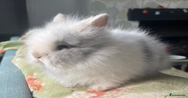Lionhead rabbits - Advert 6