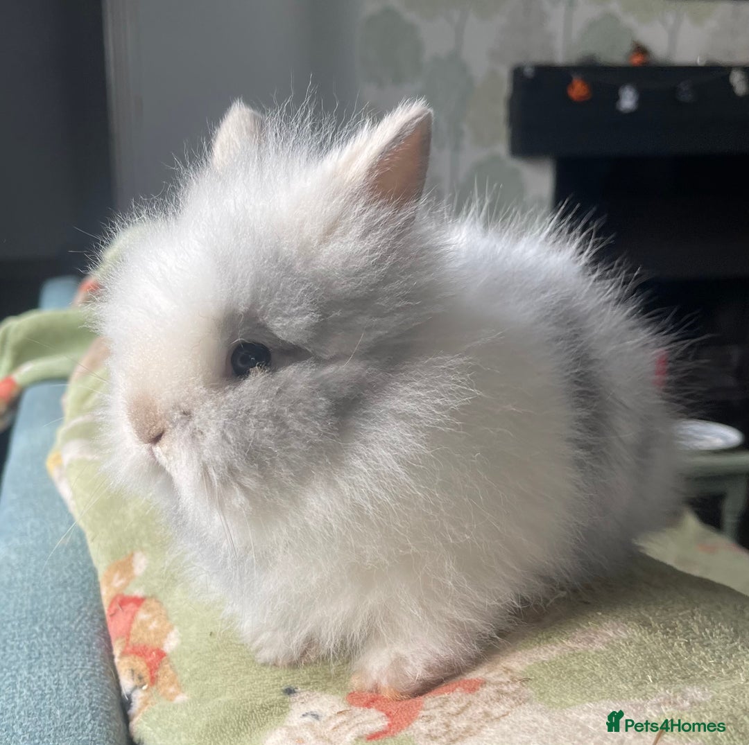 Lionhead rabbits for sale: Stunning DM lionhead rabbits 🐰 - Image 2