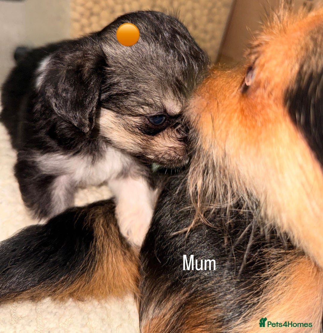 Mixed Breed dogs for sale: Five healthy puppies looking for a living home!  - Advert 10