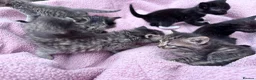 British Shorthair cats for sale: Friendly family-raised kittens ready now  - Advert 11