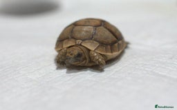 Tortoise reptiles for sale: Greek Tortoises for sale - Image 13