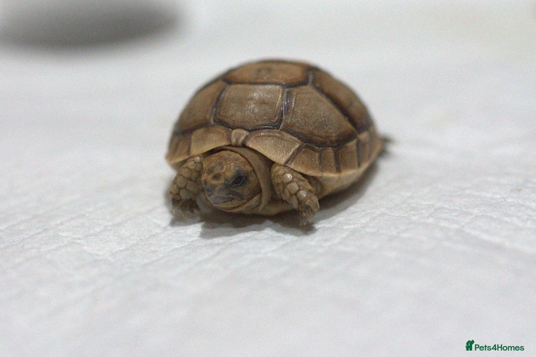 Tortoise reptiles for sale: Greek Tortoises for sale - Image 13