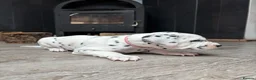 Dalmatian dogs for sale: Dalmatian puppies (5 males and 2 bitches) - Advert 18