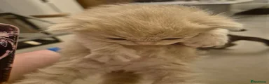 Persian 2