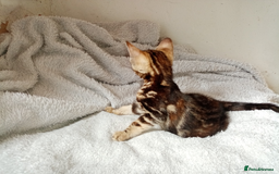 Mixed Breed cats for sale: Lovely Ginger and Rosetted Kittens - Image 24