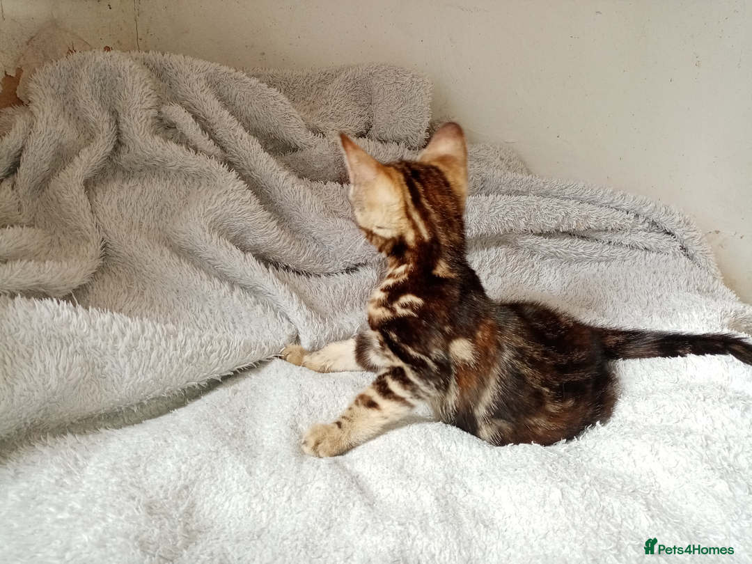 Mixed Breed cats for sale: Lovely Ginger and Rosetted Kittens - Image 24