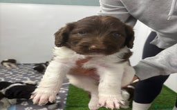 Bernedoodle dogs for sale: F1b St Berdoodle pups born 18/09 - Image 27