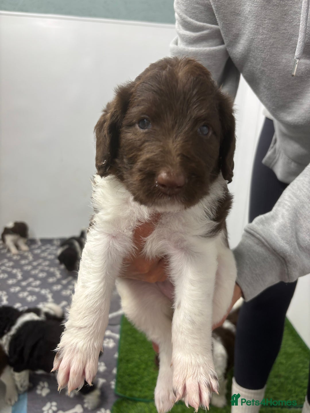 Bernedoodle dogs for sale: F1b St Berdoodle pups born 18/09 - Image 27