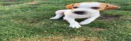 Pointer dogs for sale: Pointer pups | Working & Champion Bloodlines  - Advert 16