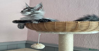 Maine Coon cats - Advert 4