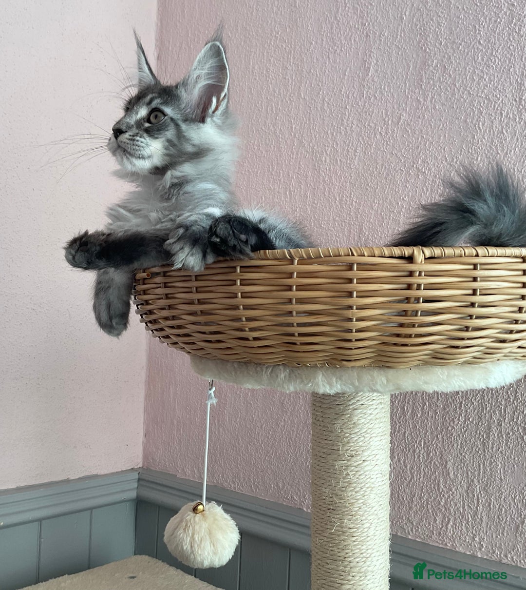 Maine Coon cats for sale: GCCF Black Smoke Maine Coon Kitten.  - Image 20