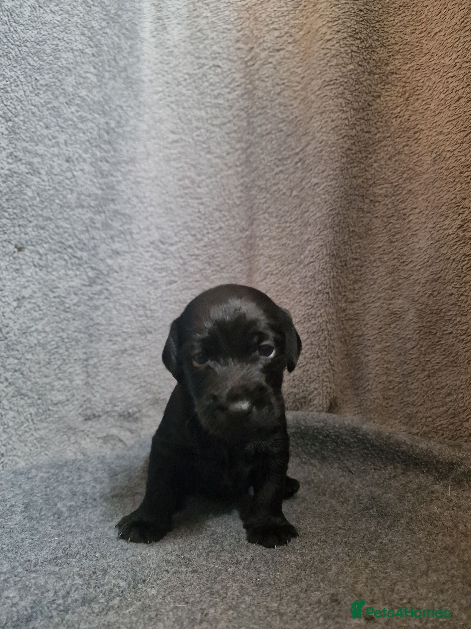 Patterdale Terrier dogs ❤️🐕Beautiful Patterdale puppies for sale🐕❤️ - Advert 2
