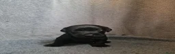 Patterdale Terrier dogs for sale: ❤️🐕Beautiful Patterdale puppies for sale🐕❤️ - Advert 8