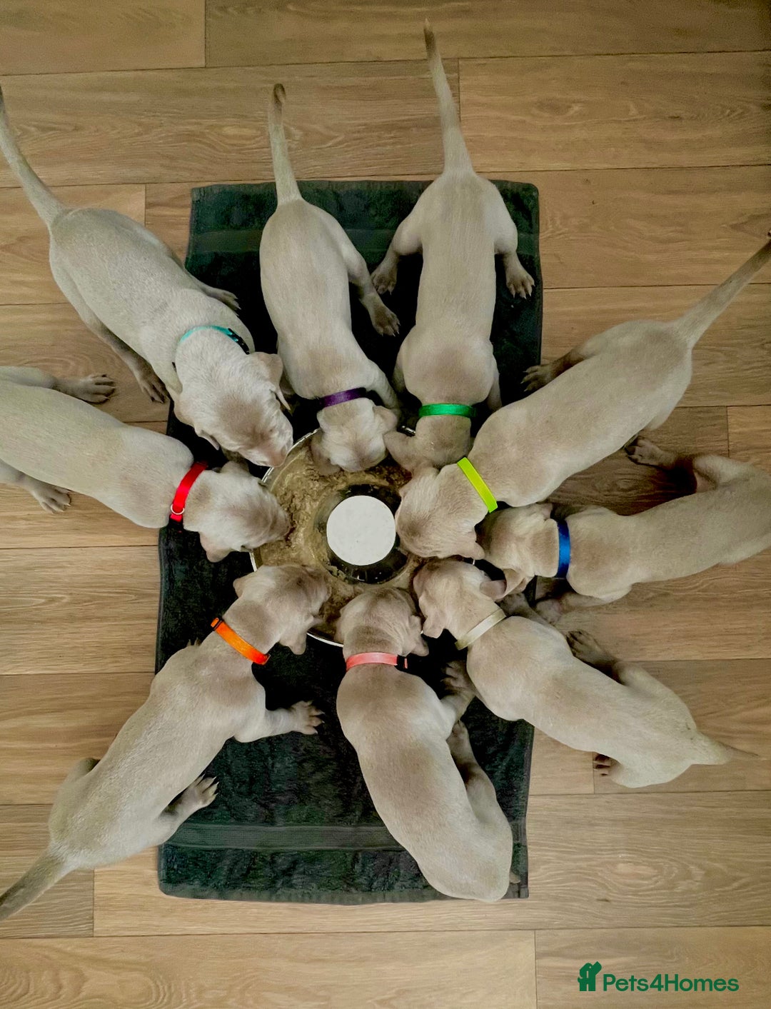 Weimaraner dogs for sale: Weimaraner litter - Image 11