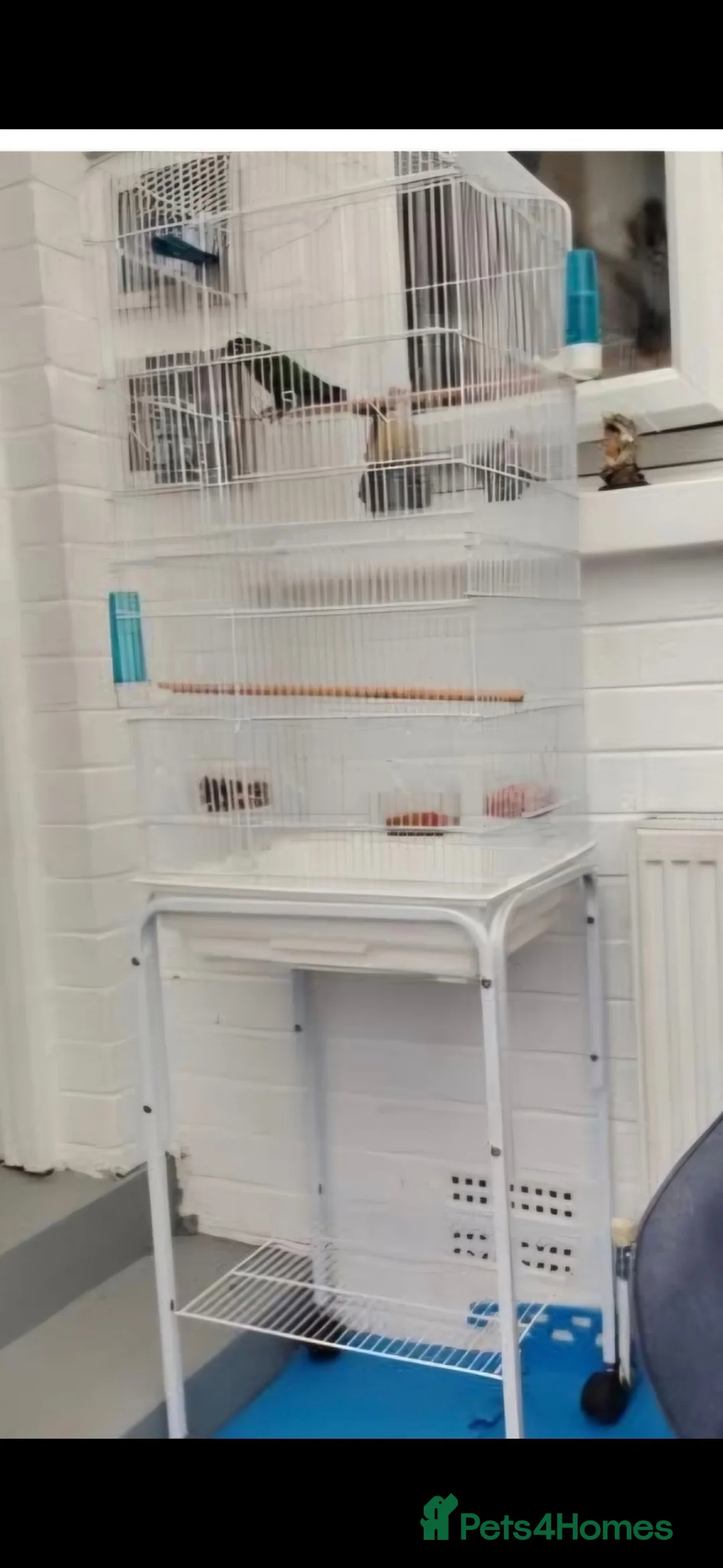 Conures birds for sale: Green cheek conure 6 months old in Thornton-Cleveleys - Advert 6