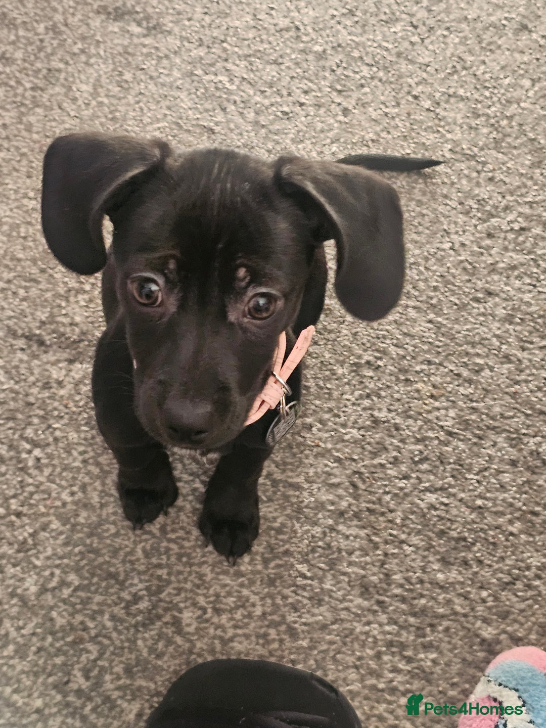 Chiweenie dogs for sale: Poppie the chiwee - Advert 4