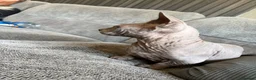 Sphynx cats for sale: Beautiful bambino boy  - Advert 3