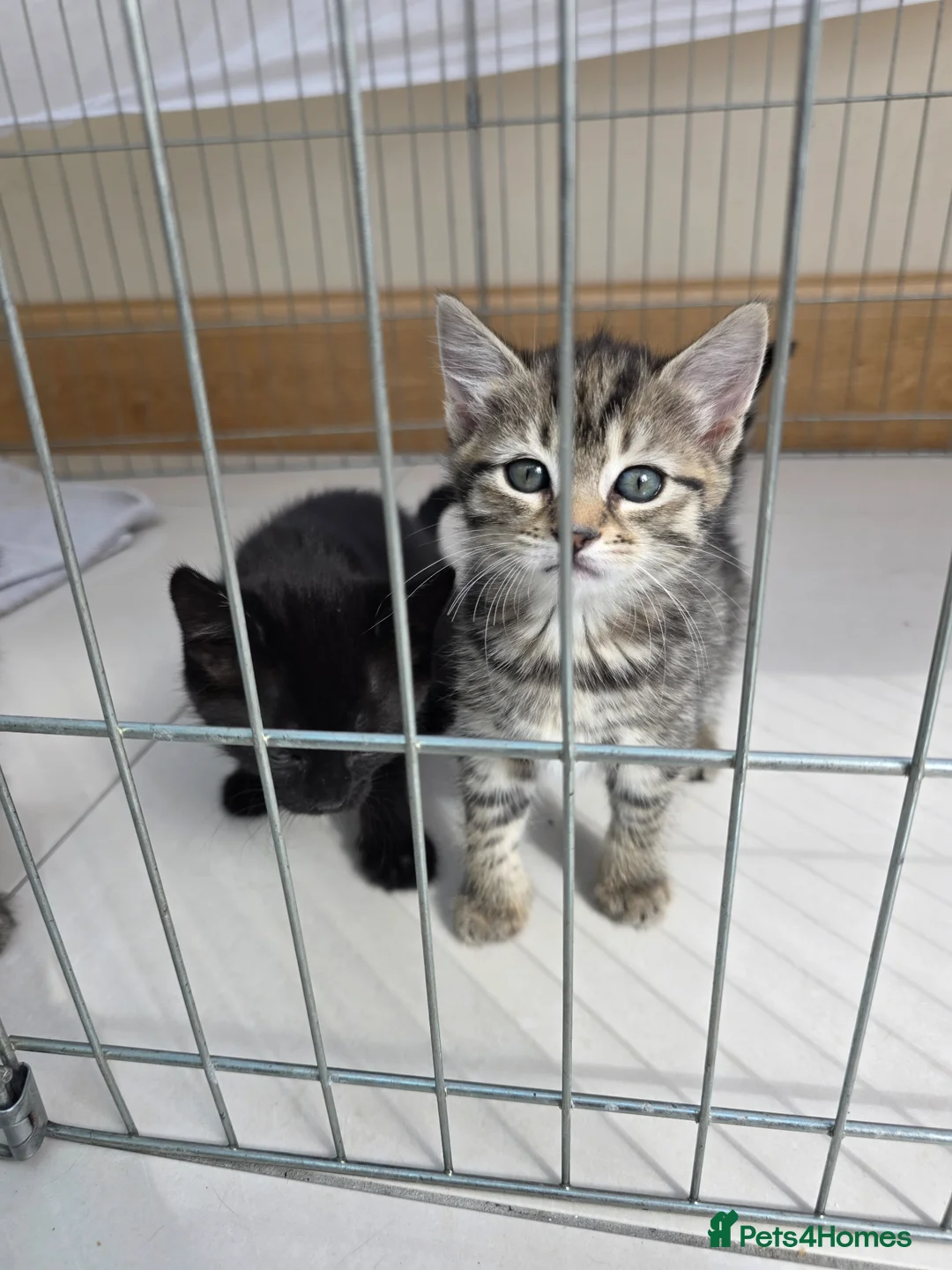 Mixed Breed cats for sale: Kittens in Upminster - Advert 6