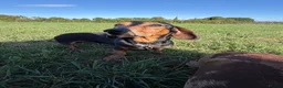 Miniature Dachshund dogs for sale: Beautiful Fully health check mini Dachshund pups - Advert 11