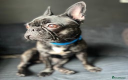 Mixed Breed dogs for sale: 1year old frenchie - Image 3