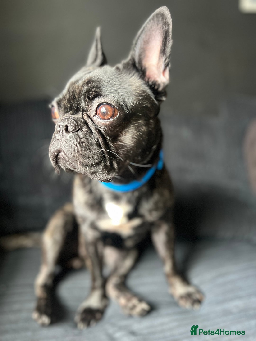 Mixed Breed dogs for sale: 1year old frenchie - Image 3