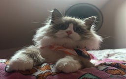 Ragdoll cats for sale: Ragdoll x Turkish Angora X Neva Masquerade Boy Cat - Advert 4