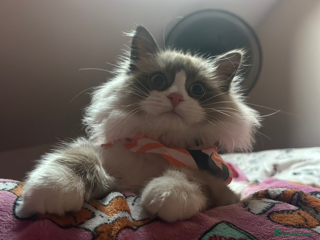 Ragdoll cats for sale: Ragdoll x Turkish Angora X Neva Masquerade Boy Cat - Advert 4