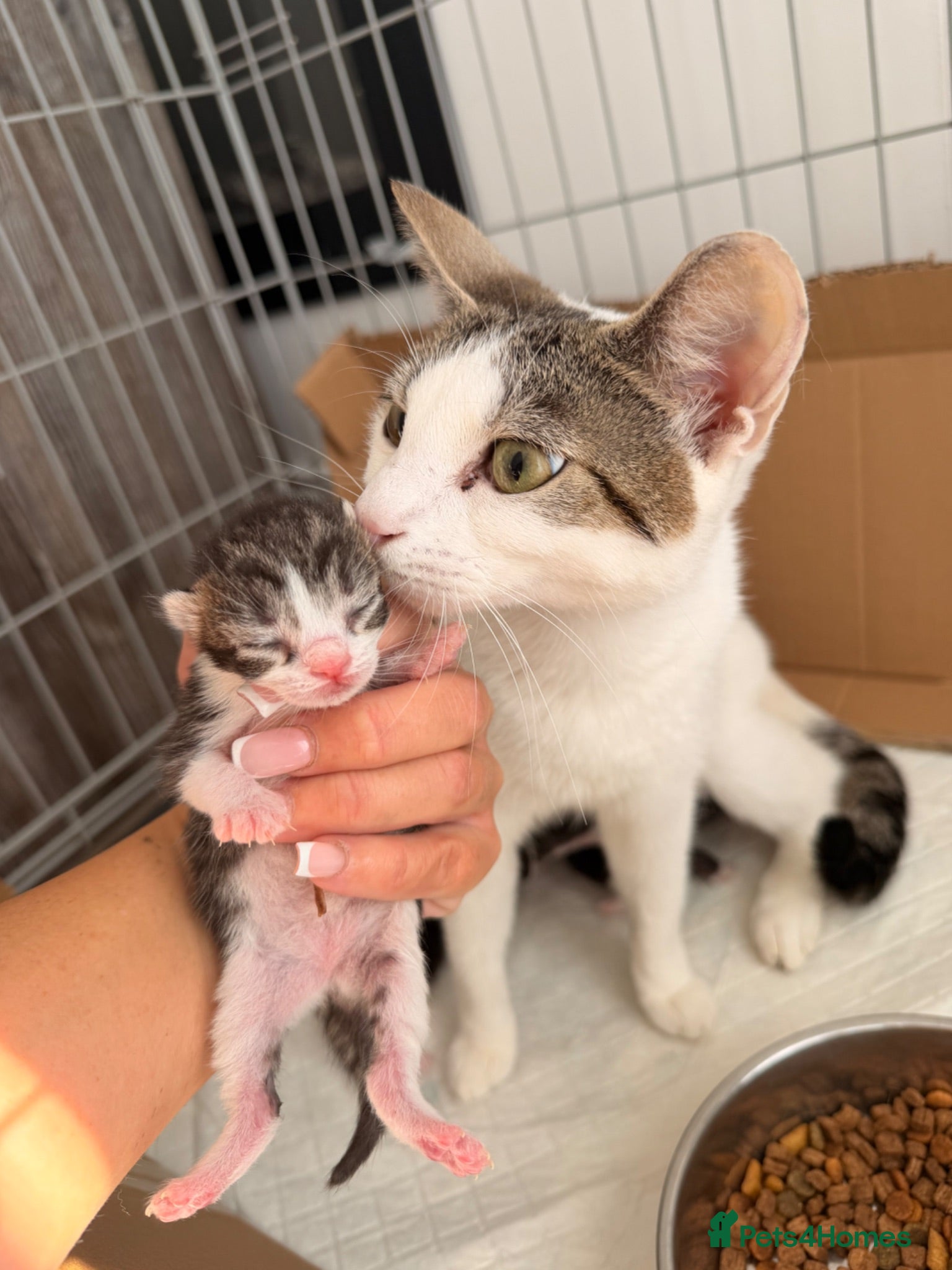 Mixed Breed cats Kittens for sale  - Advert 3