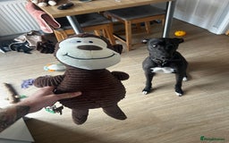 Lurcher dogs for sale: 4 y/o lurcher for rehoming - Image 6