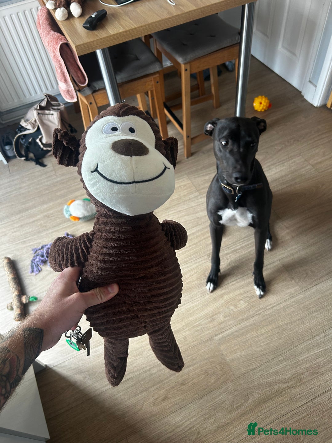 Lurcher dogs for sale: 4 y/o lurcher for rehoming - Image 6