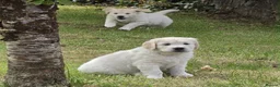 Golden Retriever dogs for sale: BEAUTIFUL GOLDEN RETRIEVER PUPPIES £1495 - Advert 8