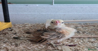 Chickens poultry - Advert 4