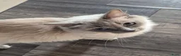 Ragdoll cats for sale: Beautiful ragdoll girl 🩷 READY NOW - Advert 2