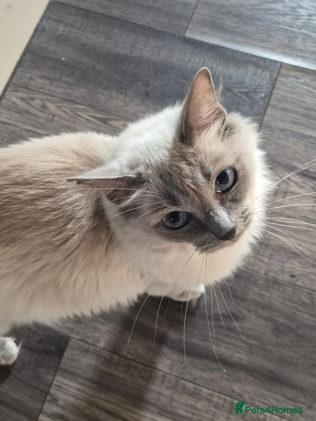 Ragdoll cats for sale: Beautiful ragdoll girl 🩷 READY NOW - Advert 2