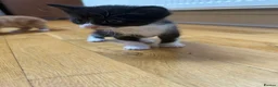 Mixed Breed cats for sale: Cute kitten litter of mix breed.  - Advert 6